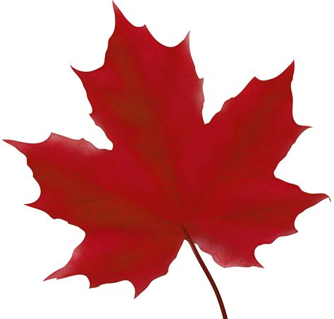 maple leaf clipart